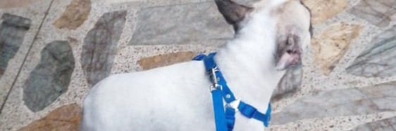 icleona's profile banner image