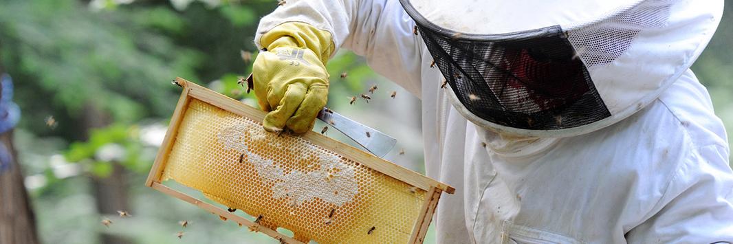 Icko Apiculture 🐝 banner