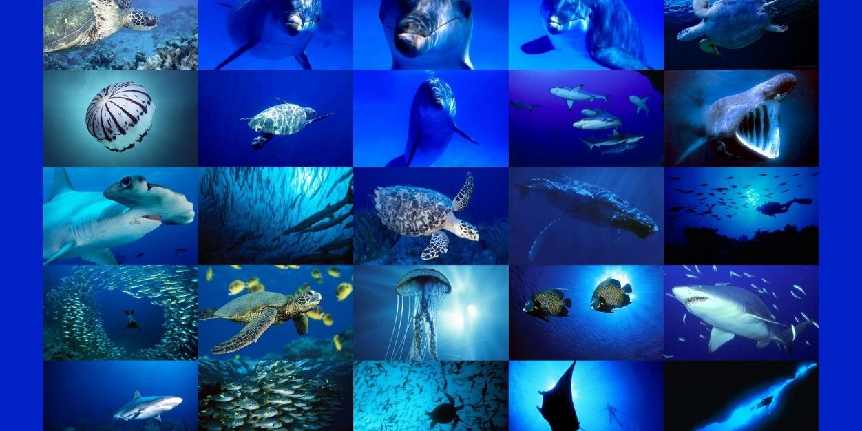 FishPorns's profile banner image
