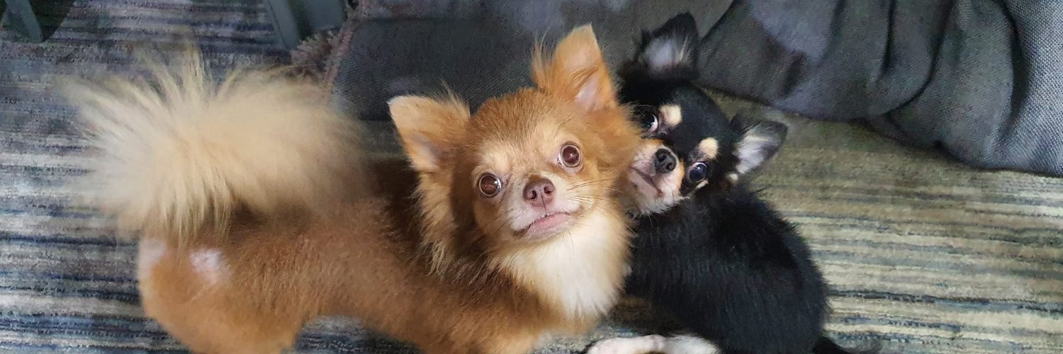 Caviar Acampado banner