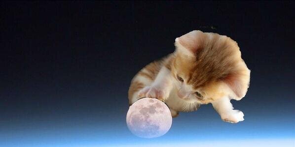Space Cats banner