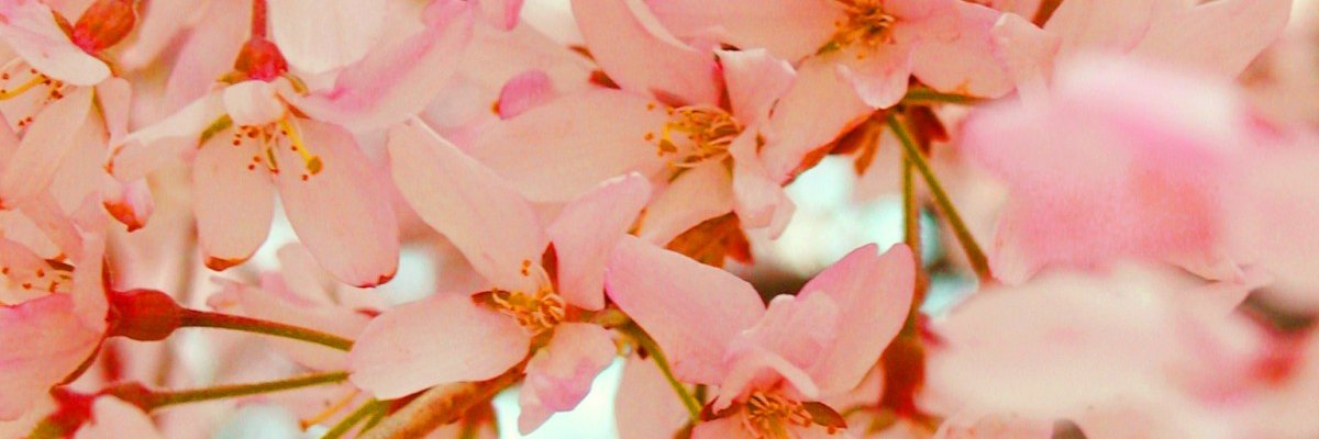 koronro's profile banner image