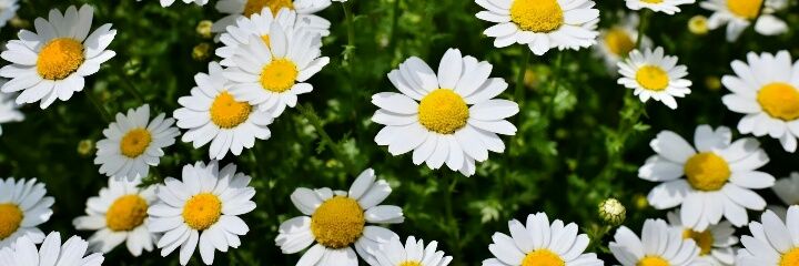 ᴄʜɪᴀʀɪ 🦋 banner