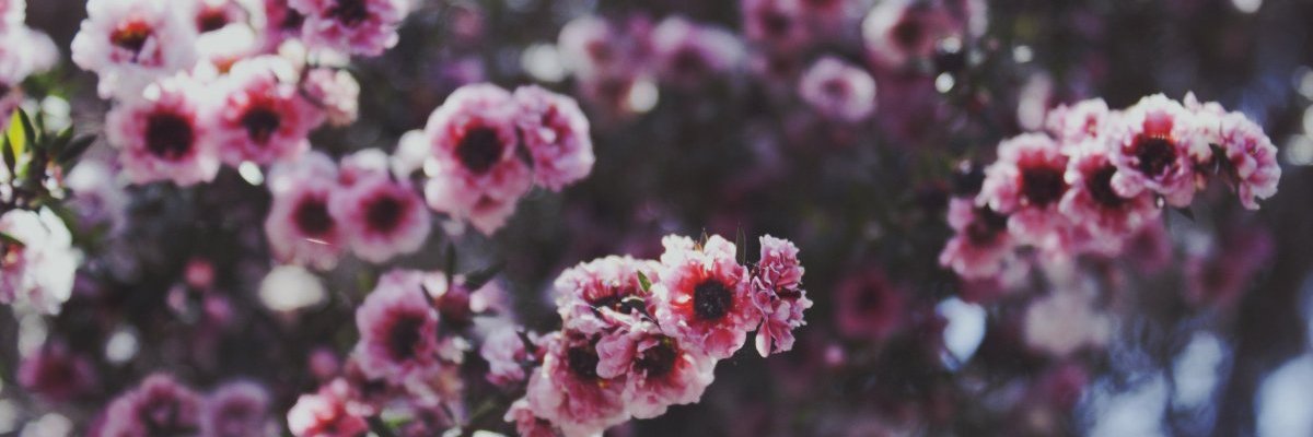 shhangchi's profile banner image