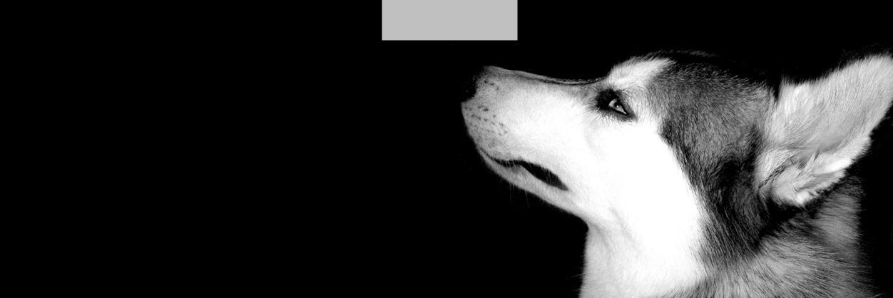 alezinpimenta's profile banner image