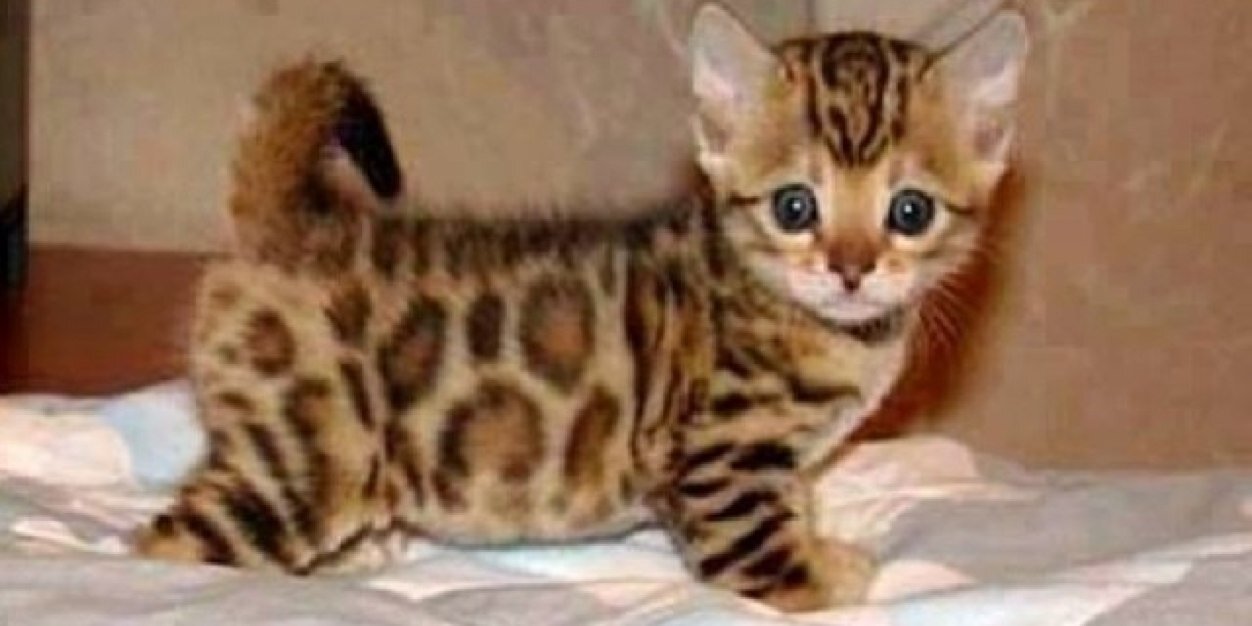 lechatktweet's profile banner image