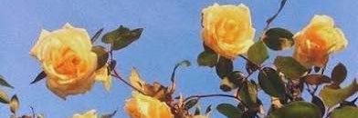 DickersonHailey's profile banner image