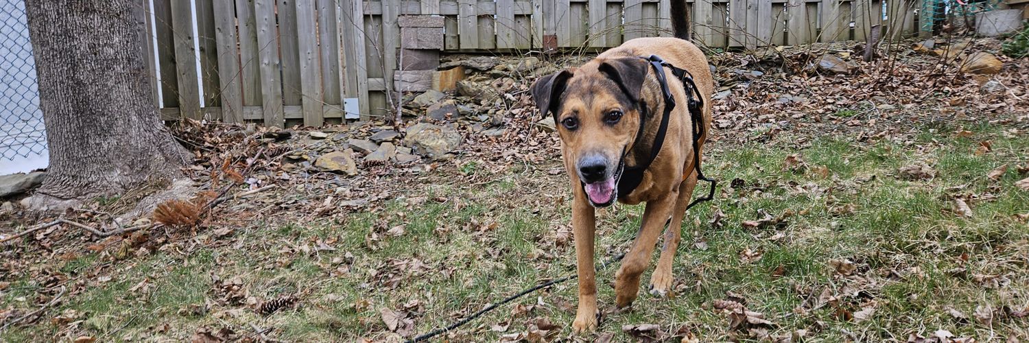 ¯\_(ツ)_/¯ 🐈 banner