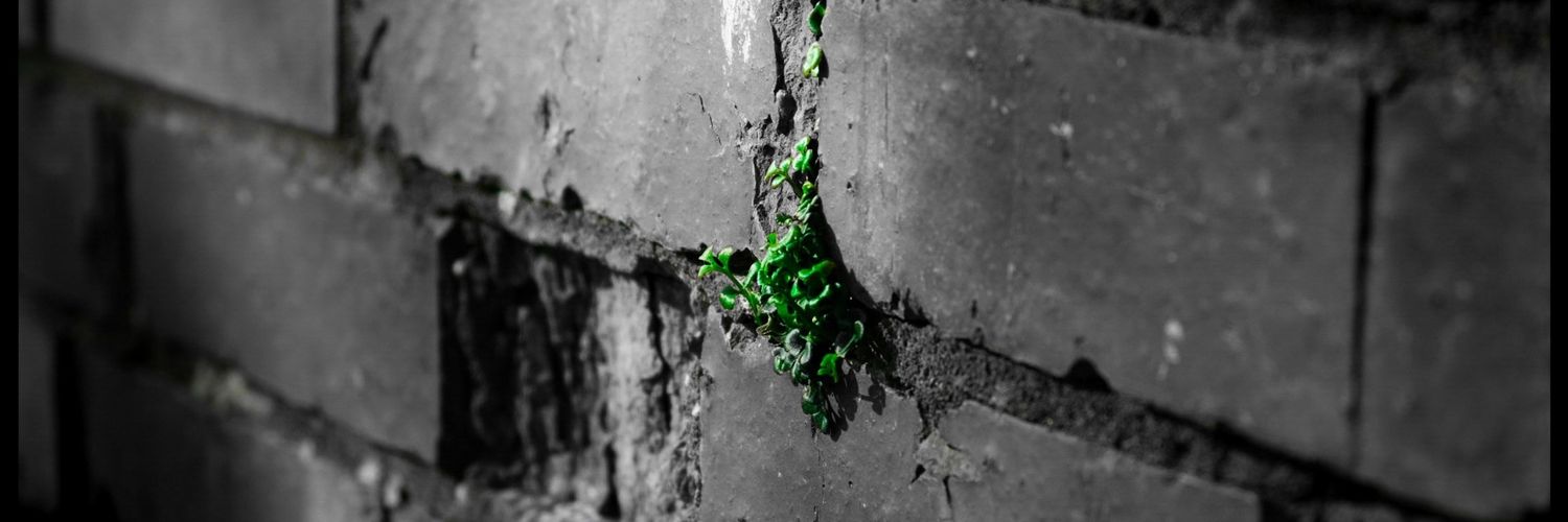 🍒 Cherry Puffling 🍒 banner