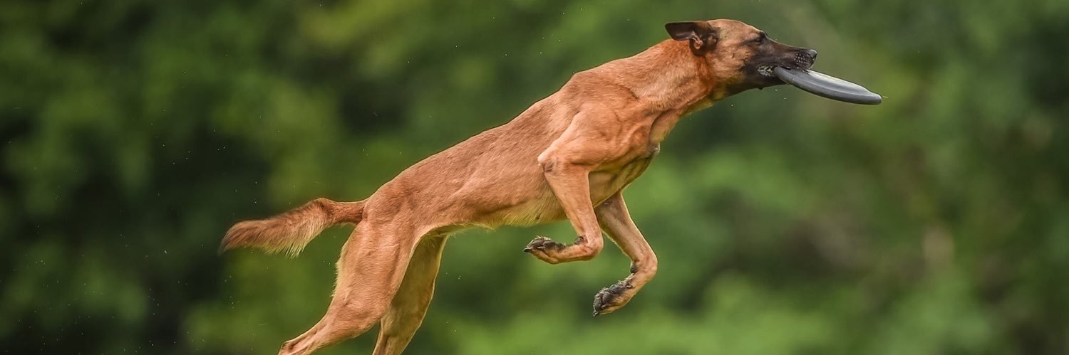 LMCDiscDoggin's profile banner image
