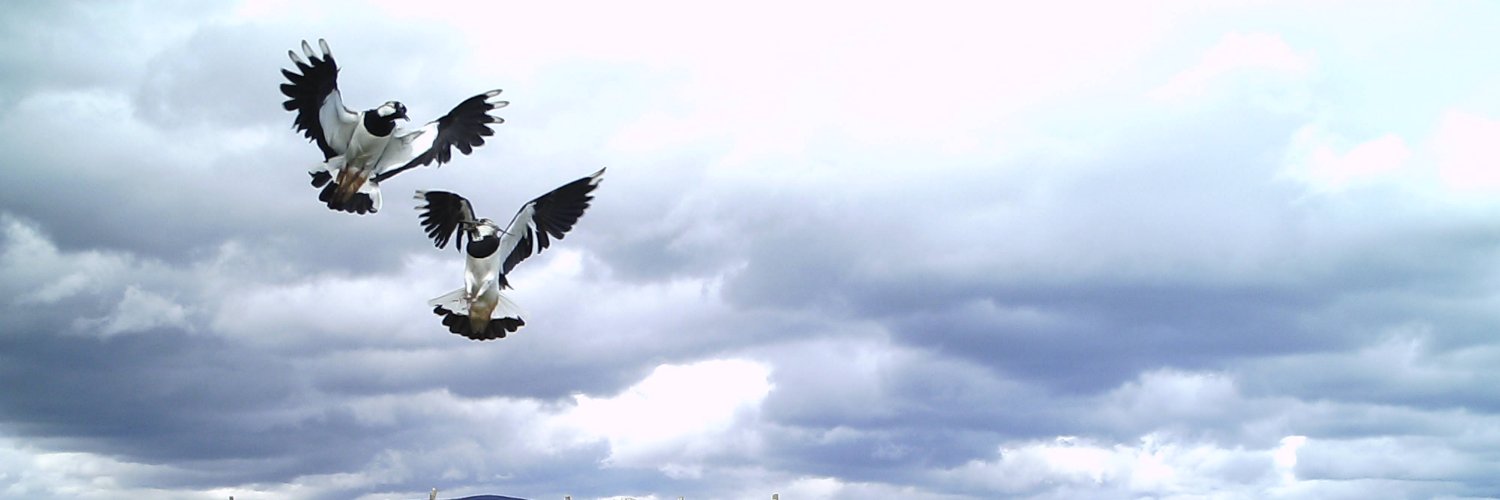 DaveParish1's profile banner image