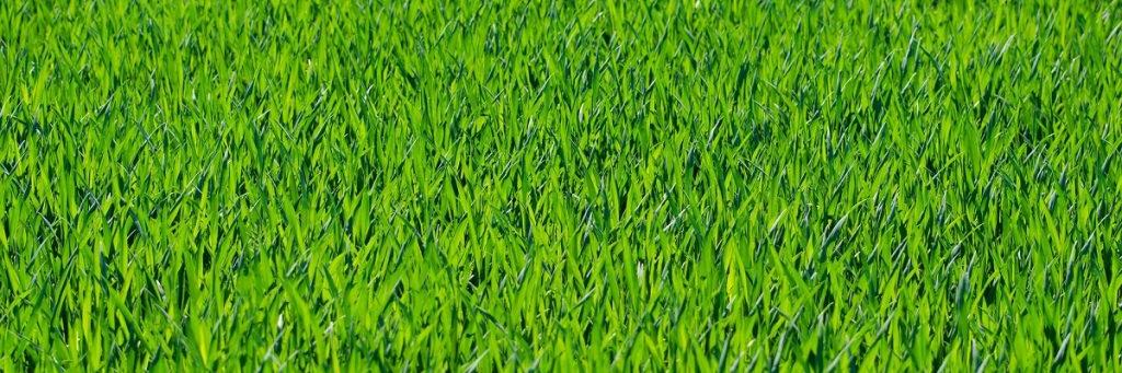 PerfectLawnsUK's profile banner image