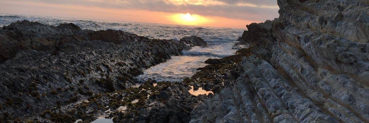 Tali Horowitz banner