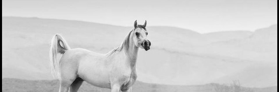 أيــوُب banner