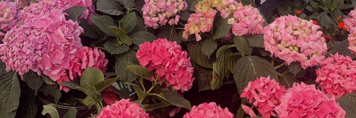 MPuckert's profile banner image