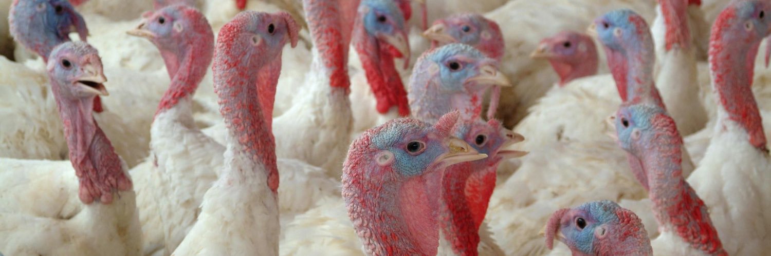 natlturkeyfed's profile banner image