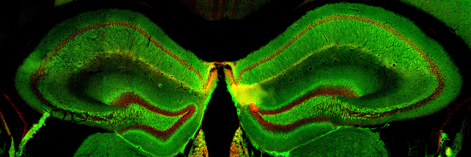 UI Neuro Students banner