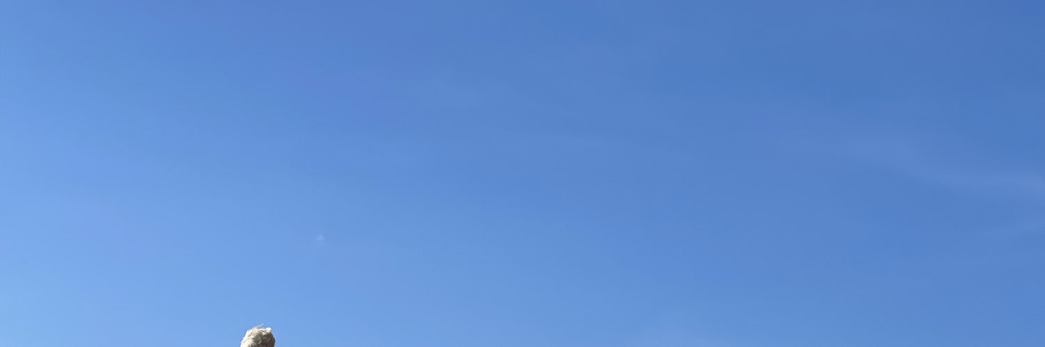 domsmales's profile banner image