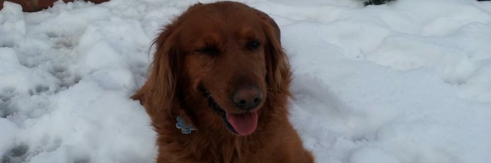 Pwaige's profile banner image
