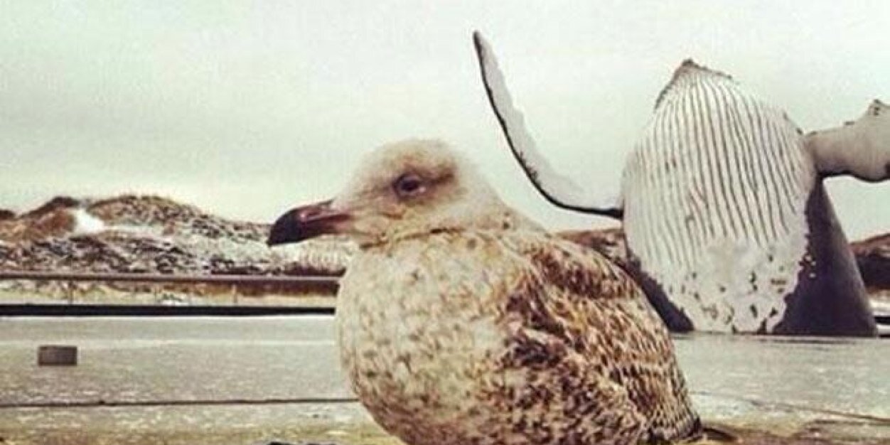 jacoby chauncey banner