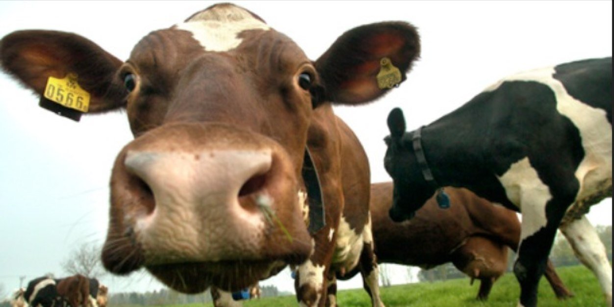 maltearnborg's profile banner image