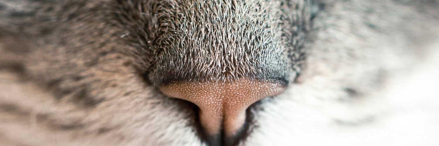 noks45's profile banner image