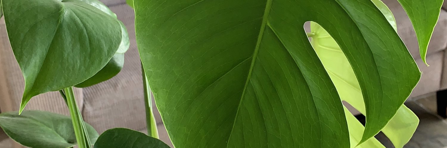 wangyidong6's profile banner image