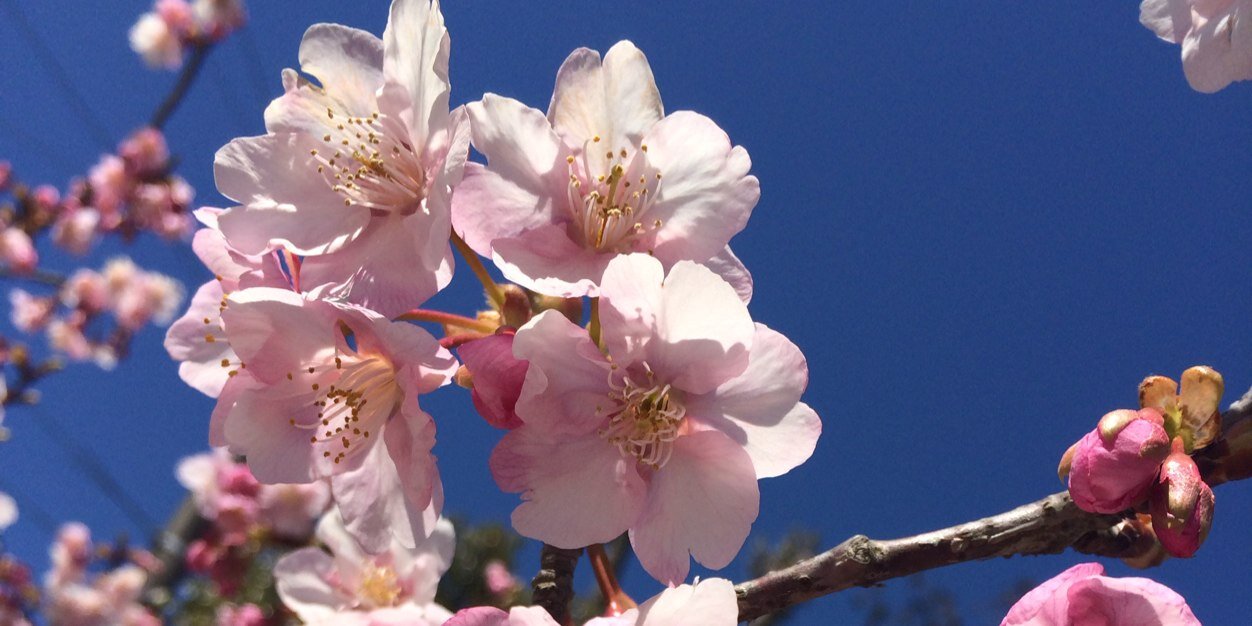 すずき なみ banner