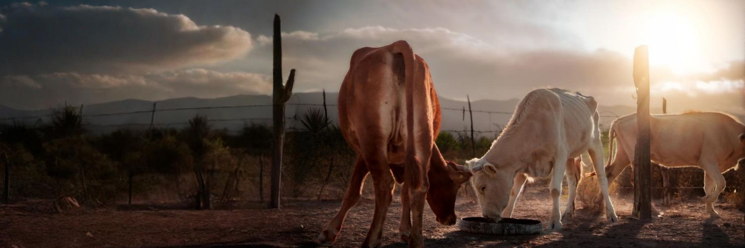 El Chepe Campos banner