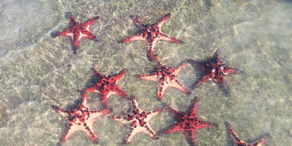 Mrs T(Helena Tully) banner