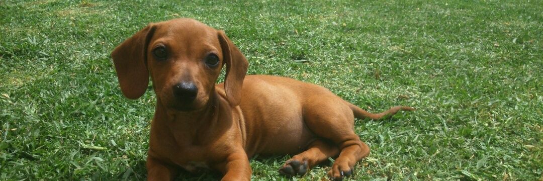 AgusDeFrancesco's profile banner image