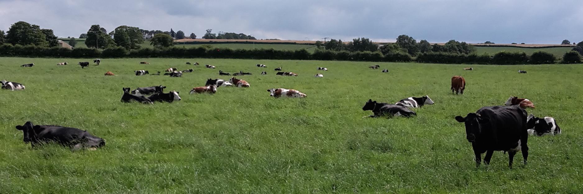 William Blackburn banner