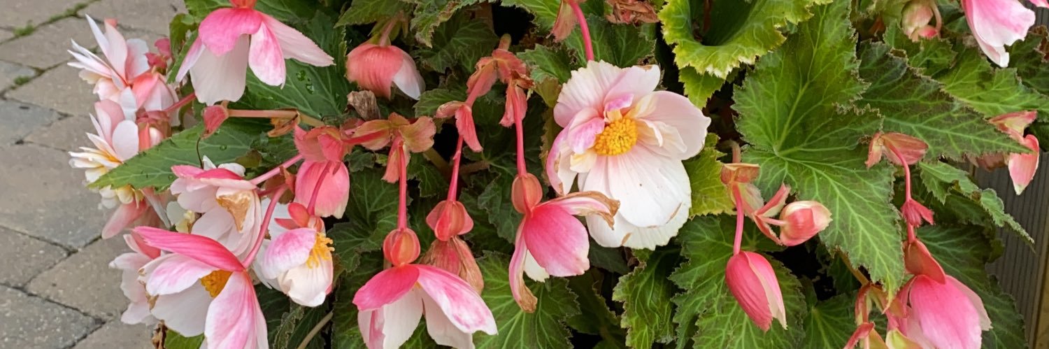 Cindy Dreibelbis banner