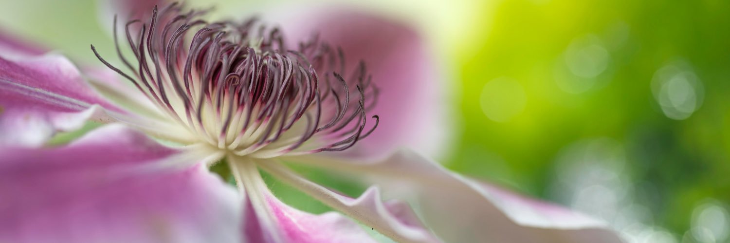Flower_Foto's profile banner image