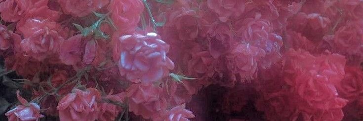 🌾 | 大和、Miharu. banner