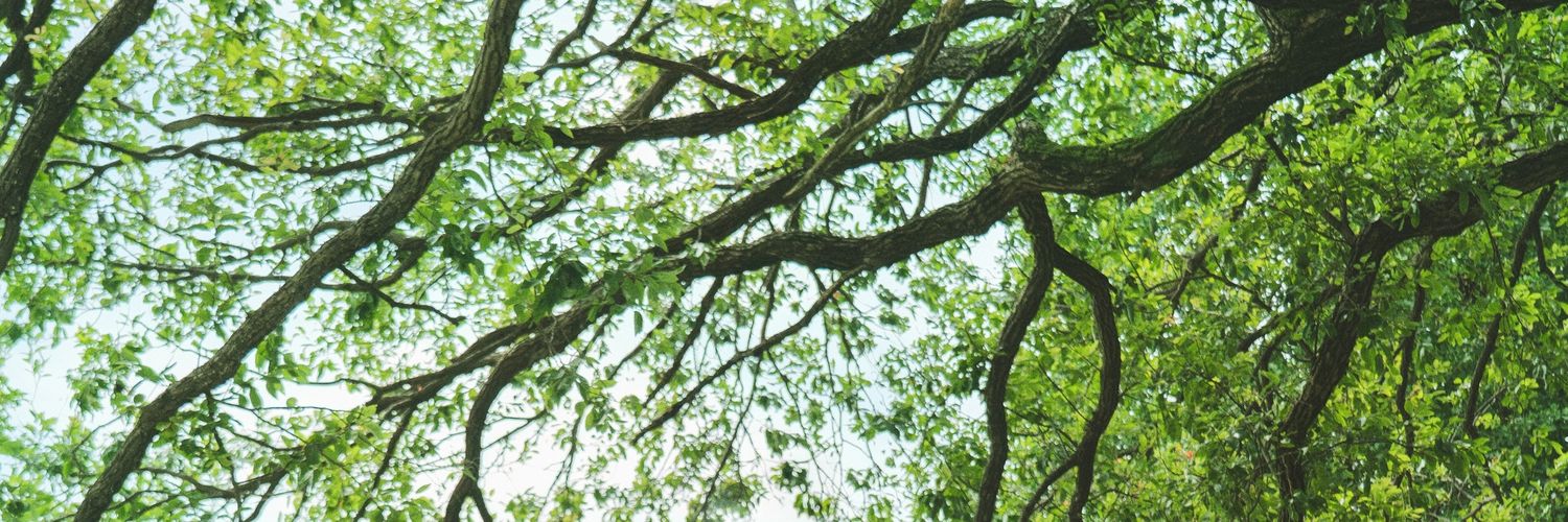 midorinkuu's profile banner image