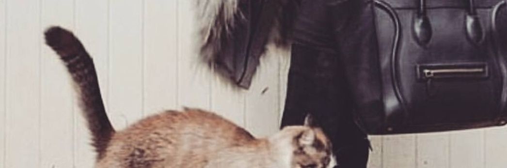 مشاعل العجمي banner