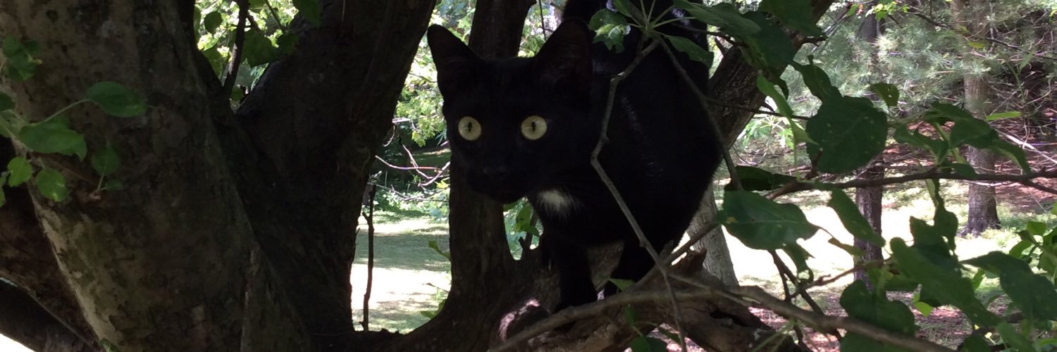 Stephanie Lynn banner