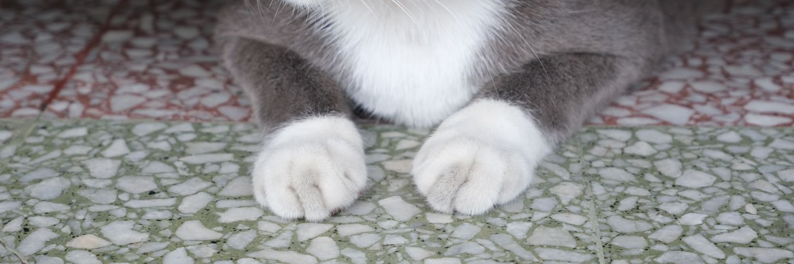 sandswalking's profile banner image