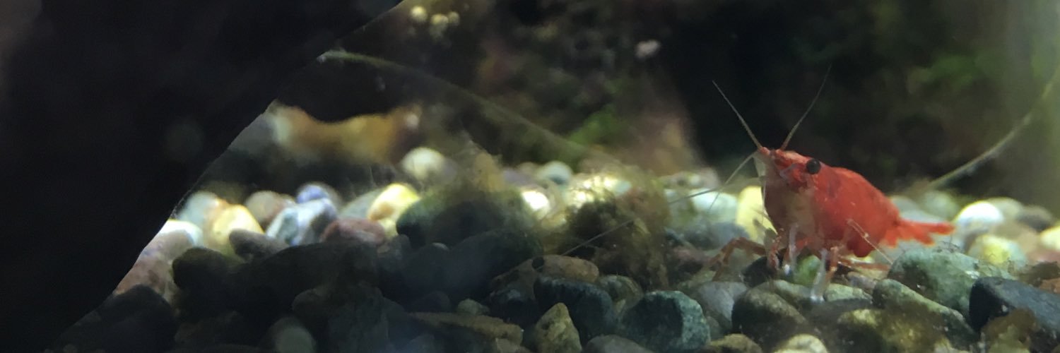 maumii's profile banner image