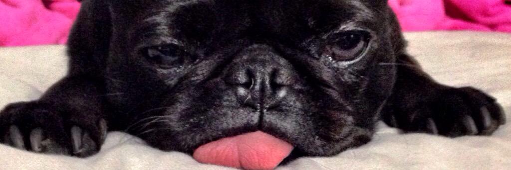 Kimberthepug's profile banner image