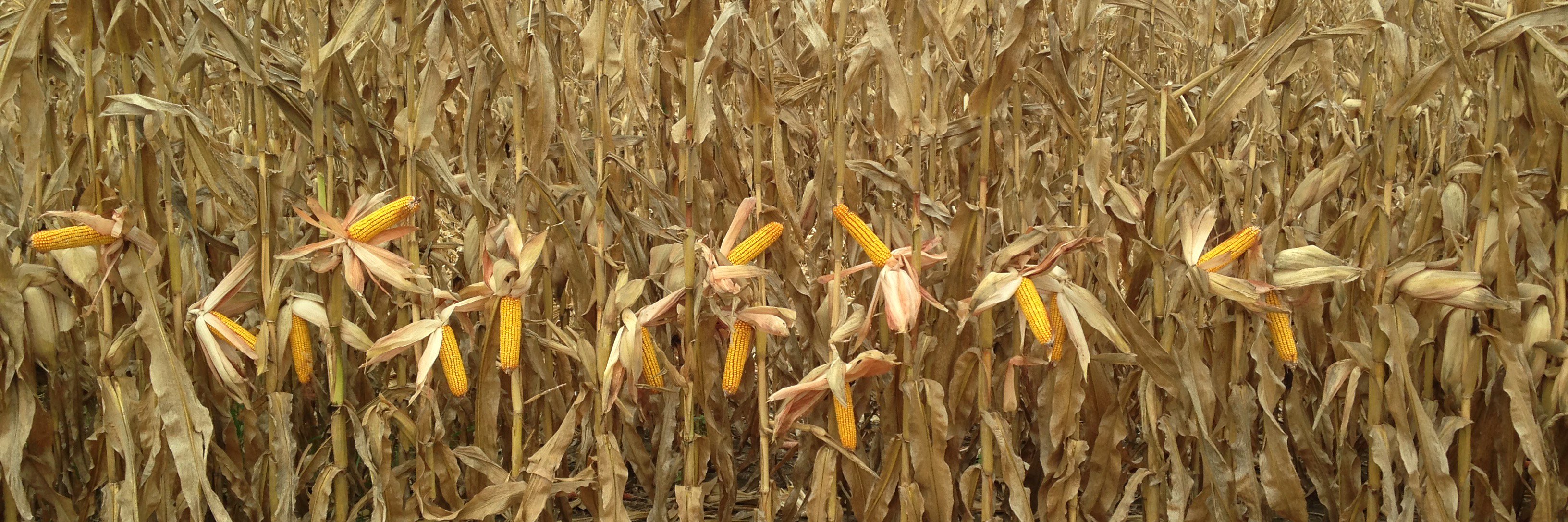 SeedMan12's profile banner image