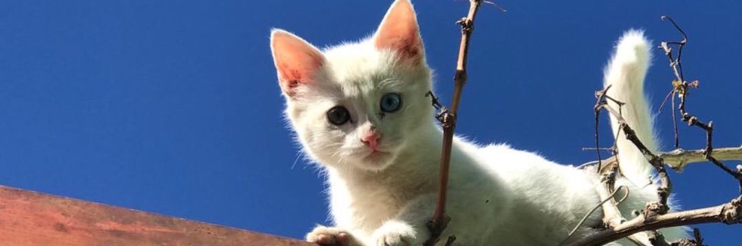 LuuLujan's profile banner image