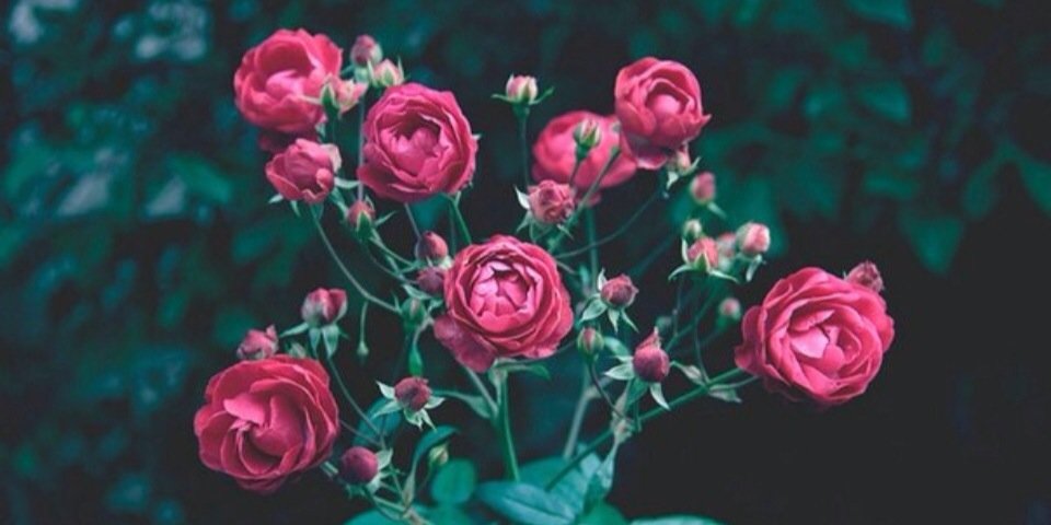 AlinaKoKo's profile banner image