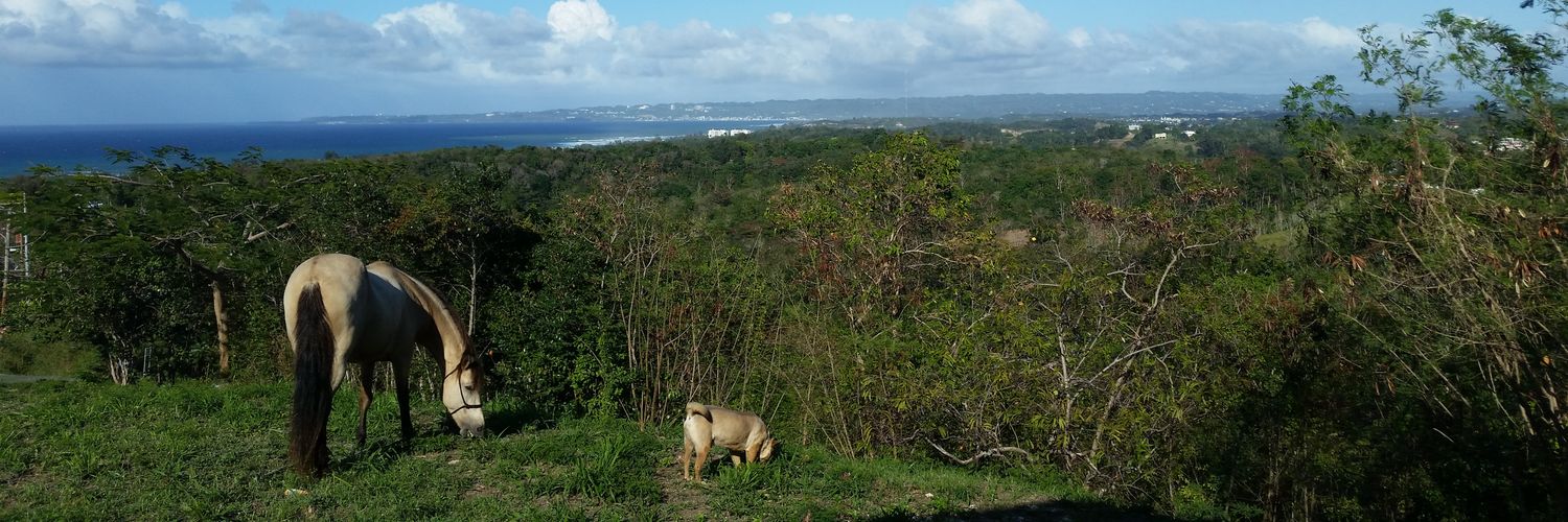 PRAnimalRescue's profile banner image