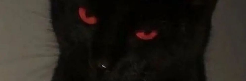 shut the fuck up right now banner