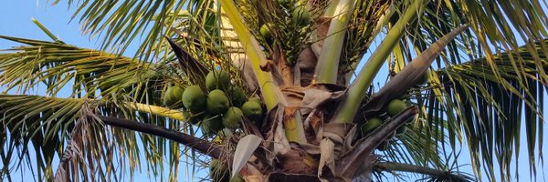 Palms311 Profile Banner