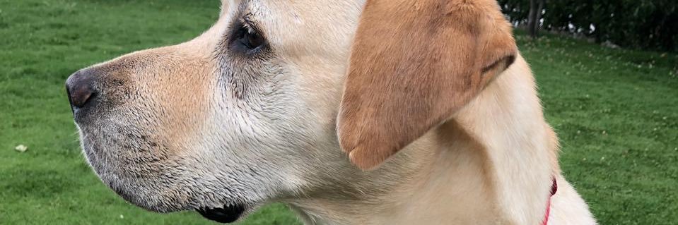 carlos vazquez banner