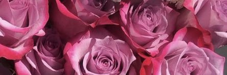 Elaayynnee's profile banner image