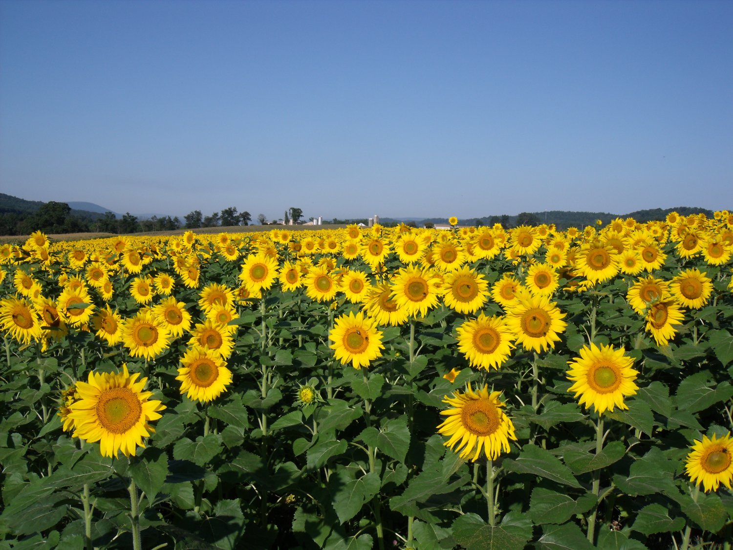 Farmboy1797's profile banner image